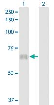 Anti-PTPN6 Rabbit Polyclonal Antibody