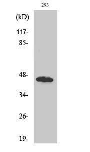 Anti-KPC2 Rabbit Polyclonal Antibody