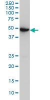 Anti-ASB10 Mouse Monoclonal Antibody [clone: 1F3]