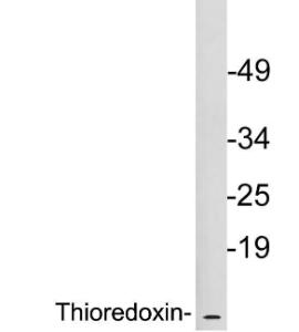 Anti-Thioredoxin antibody