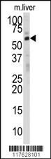 Anti-DHCR24 Rabbit Polyclonal Antibody