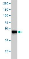 Anti-AKT2 Mouse Monoclonal Antibody [clone: 1B3]