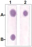 Anti-STAT3 Rabbit Polyclonal Antibody