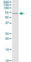 Anti-PTPN6 Rabbit Polyclonal Antibody