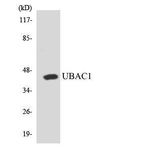 Western blot analysis of the lysates from HT 29 cells using Anti-UBAC1 Antibody