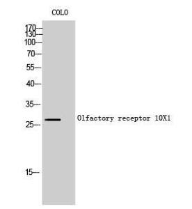 Western blot analysis of COLO cells using Anti-OR10X1 Antibody