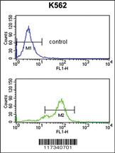 Anti-SNRPC Rabbit Polyclonal Antibody