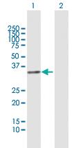 Anti-FRG1 Mouse Polyclonal Antibody