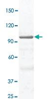 Anti-STAT3 Rabbit Polyclonal Antibody