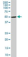 Anti-ASB10 Mouse Monoclonal Antibody [clone: 1F3]