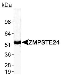 Anti-HP1 alpha Rabbit Polyclonal Antibody