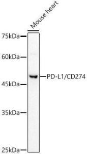 Western blot analysis of extracts of Mouse heart, using Anti-PD-L1 Antibody (A8949) at 1:500 dilution The secondary antibody was Goat Anti-Rabbit IgG H&L Antibody (HRP) at 1:10,000 dilution Lysates/proteins were present at 25 µg per lane