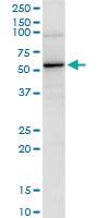 Anti-PTPN6 Rabbit Polyclonal Antibody