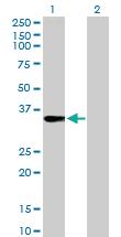 Anti-FRG1 Rabbit Polyclonal Antibody