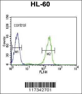 Anti-Kif5C-2 Rabbit Polyclonal Antibody