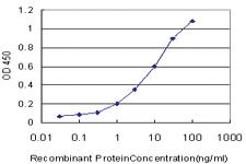 Anti-ASB10 Mouse Monoclonal Antibody [clone: 1F3]