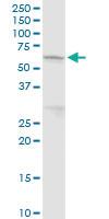 Anti-PTPN6 Rabbit Polyclonal Antibody