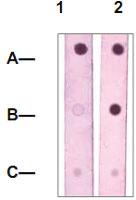 Anti-STAT4 Rabbit Polyclonal Antibody