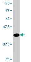 Anti-PLEKHH3 Mouse Monoclonal Antibody [clone: 4F8]