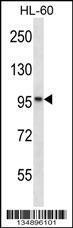 Anti-KANK2 Rabbit Polyclonal Antibody (APC (Allophycocyanin))