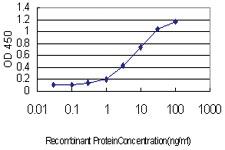 Anti-AKT2 Mouse Monoclonal Antibody [clone: 1B3]