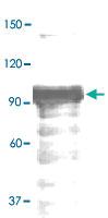 Anti-STAT4 Rabbit Polyclonal Antibody