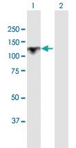 Anti-GANAB Rabbit Polyclonal Antibody