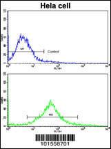 Anti-SCFR Rabbit Polyclonal Antibody (HRP (Horseradish Peroxidase))