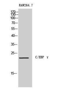 Western blot analysis of RAW264.7 cells using Anti-CEBPG Antibody