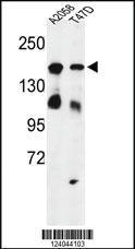 Anti-HDLBP Rabbit Polyclonal Antibody