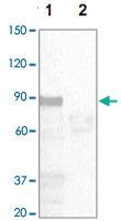 Anti-STAT5A Rabbit Polyclonal Antibody