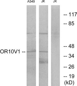 Western blot analysis of lysates from A549 and Jurkat cells using Anti-OR10V1 Antibody The right hand lane represents a negative control, where the antibody is blocked by the immunising peptide