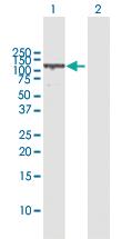 Anti-VCL Mouse Polyclonal Antibody