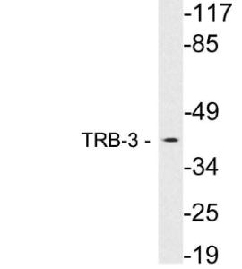 Western blot analysis of lysates from HepG2 cells using Anti-TRB-3 Antibody