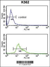 Anti-TRIM33 Rabbit Polyclonal Antibody