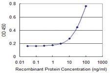 Anti-PHB2 Mouse Monoclonal Antibody [clone: 2D3]