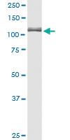 Anti-GANAB Rabbit Polyclonal Antibody