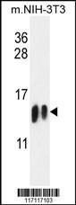 Anti-H4-K20 Rabbit Polyclonal Antibody