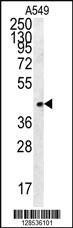 Anti-FSTL1 Rabbit Polyclonal Antibody