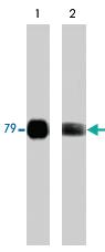 Anti-PRKCQ Mouse Monoclonal Antibody [clone: M217]