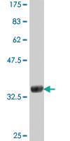 Anti-ADAMTS13 Mouse Polyclonal Antibody