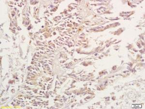 Anti-A3AR Rabbit Polyclonal Antibody