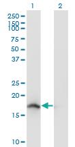 Anti-NENF Mouse Monoclonal Antibody [clone: 7D10]