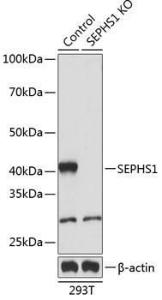 Western blot analysis of extracts from normal (control) and SEPHS1 knockout (KO) 293T cells, using Anti-Selenophosphate synthetase 1 Antibody (A307876) at 1:1,000 dilution