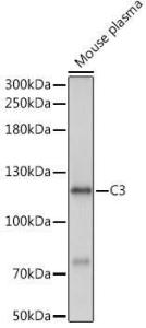 Western blot analysis of extracts of Mouse plasma, using Anti-C3 Antibody (A93154) at 1:1,000 dilution