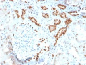 Immunohistochemical analysis of formalin-fixed, paraffin-embedded human kidney using Anti-PAX8 Antibody [ZR-1]