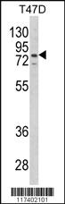 Anti-LTA4H Rabbit Polyclonal Antibody