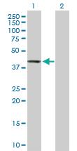 Anti-PTPN7 Rabbit Polyclonal Antibody