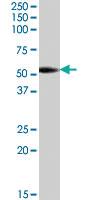 Anti-CYP19A1 Goat Polyclonal Antibody