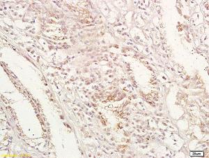 Anti-GPA33 Rabbit Polyclonal Antibody